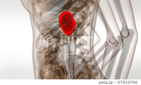 3d medical illustration Of Human Spleen 87810700
