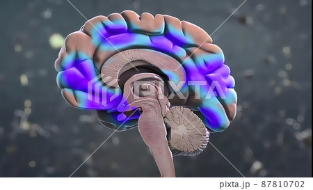 Brain parts 3d Medical Anatomy 87810702