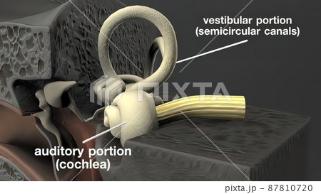 3d medical illustration of the Human Ear 3d medical illustration of the Human Ear 87810720