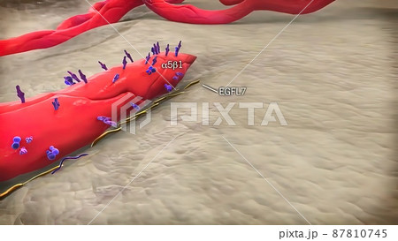 Angiogenic Signaling Pericytes, spatially isolated contractile cells 3D medical illustration Angiogenic Signaling Pericytes, spatially isolated contractile cells 3D medical illustration 87810745