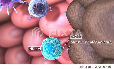 3D medical illustration of T cells: helper T cell and cytotoxic T cell 3D medical illustration of T cells: helper T cell and cytotoxic T cell 87810746