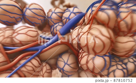 Exchange of oxygen and carbon dioxide between alveoli and capillaries 87810752