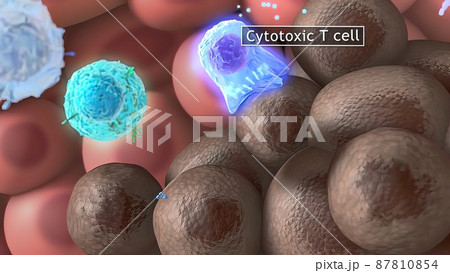 3D medical illustration cytotoxic T cell and Helper T cell destroys the stress-related molecule 3D medical illustration cytotoxic T cell and Helper T cell destroys the stress-related molecule 87810854