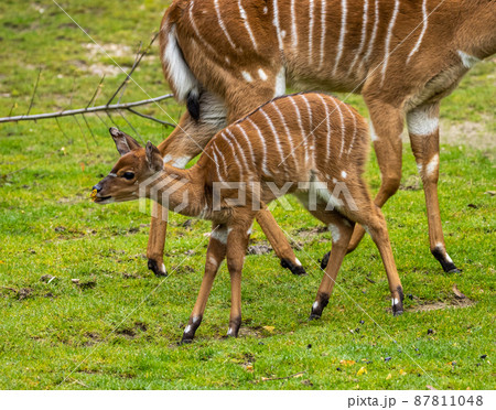 Baby Nyala Antelope - Tragelaphus angasii. Wild life animal. Baby Nyala Antelope - Tragelaphus angasii. Wild life animal. 87811048