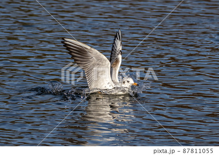 The European Herring Gull, Larus argentatus is a large gull 87811055