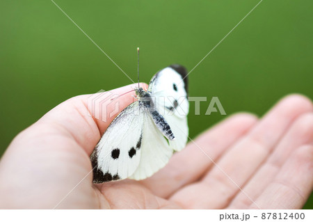 Large white cabbage butterfly or Pieris brassicae sitting on a hand 87812400