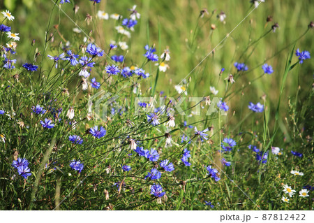 Beautiful wildflowers cornflowers Beautiful wildflowers cornflowers 87812422