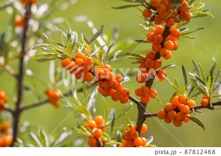 Branch of orange sea buckthorn berries in autumn park. Seasonal berry harvest. 87812468