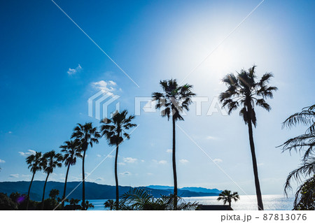 夏の日 椰子 南国 島 夏の日 椰子 南国 島 87813076