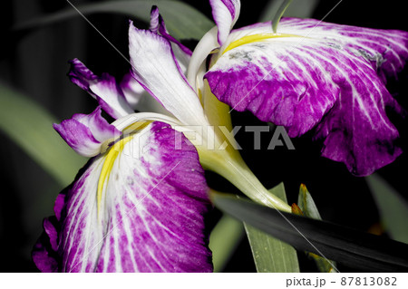 紫色の花菖蒲 紫色の花菖蒲 87813082