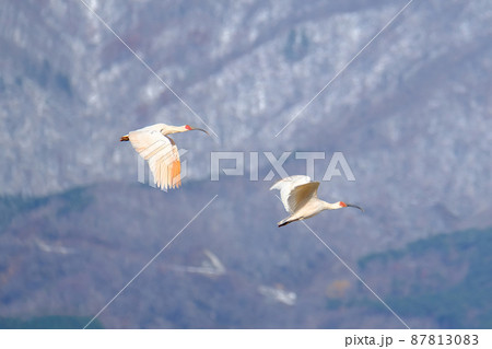 雪山を背景に飛翔する朱鷺 87813083