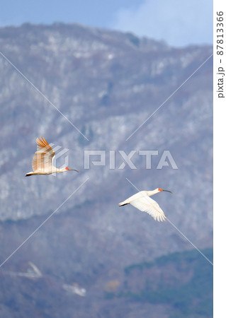 雪山を背景に飛翔する朱鷺2 雪山を背景に飛翔する朱鷺2 87813366