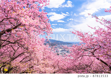 《神奈川県》春爛漫・満開の河津桜 87813533