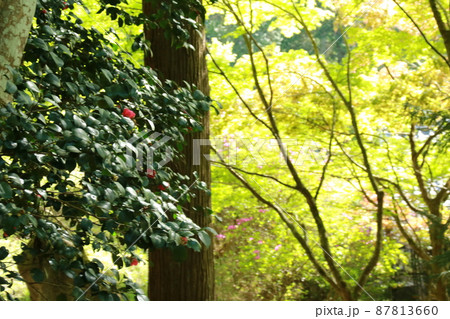 日本の春の美しい風景 高源寺の新緑の楓と椿(兵庫県丹波市) 日本の春の美しい風景 高源寺の新緑の楓と椿(兵庫県丹波市) 87813660