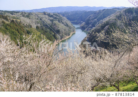 満開の月ヶ瀬梅林 87813814