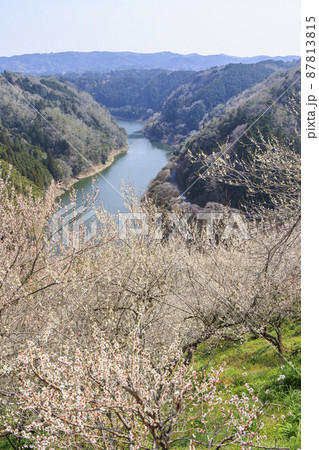 満開の月ヶ瀬梅林 満開の月ヶ瀬梅林 87813815