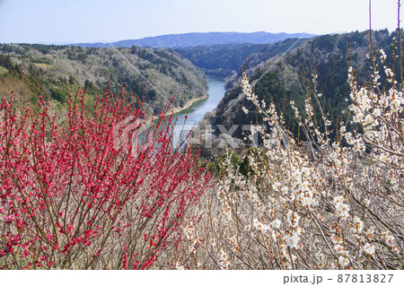 満開の月ヶ瀬梅林 87813827