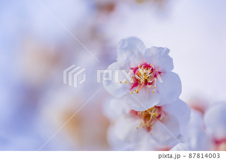 白梅の花　青空 87814003