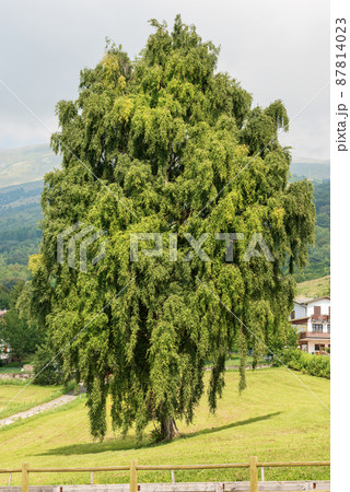 Beautiful Large Green Tree in Mountain - Baldo Mountain Veneto Italy Beautiful Large Green Tree in Mountain - Baldo Mountain Veneto Italy 87814023