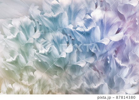 Tulips  flower. Floral  spring  background.  Close-up. Nature. 87814380