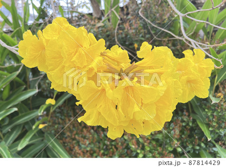 沖縄 那覇市内の空き地に咲いたイペーの花 沖縄 那覇市内の空き地に咲いたイペーの花 87814429