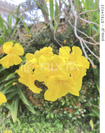 沖縄 那覇市内の空き地に咲いたイペーの花 沖縄 那覇市内の空き地に咲いたイペーの花 87814433