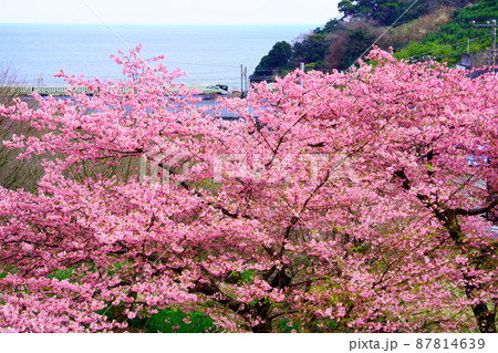河津桜と四季島 87814639