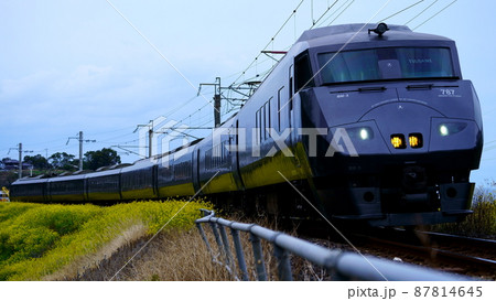 肥前大浦の菜の花と黒いかもめ 87814645