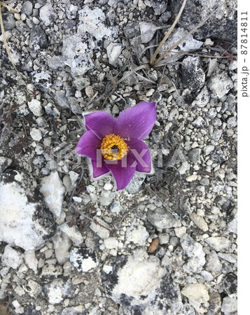 Top view lilac pulsatilla flower on grey stone background Top view lilac pulsatilla flower on grey stone background 87814811