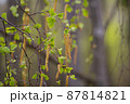 Blossoming green leaves, buds and branches of birch tree 87814821