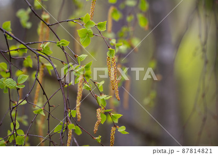 Blossoming green leaves, buds and branches of birch tree Blossoming green leaves, buds and branches of birch tree 87814821
