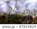 Snowdrops flowers on light blue sky, soft focused background 87814829