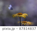Close-up flying butterfly and two yellow daisies 87814837