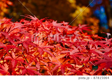紅葉の大町公園(千葉県市川市大町自然観察園) 紅葉の大町公園(千葉県市川市大町自然観察園) 87815064