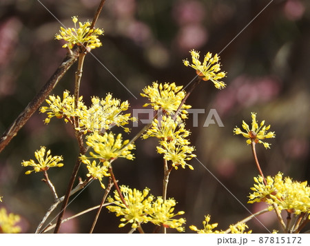満開のサンシュユの花 87815172