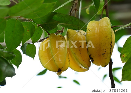 ゴレンシ　スターフルーツの果実 87815261