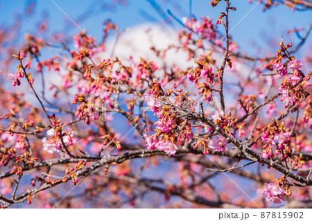 (神奈川県)河津桜咲く、おおいゆめの里から望む富士山 (神奈川県)河津桜咲く、おおいゆめの里から望む富士山 87815902