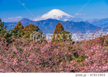 (神奈川県)河津桜咲く、おおいゆめの里から望む富士山 (神奈川県)河津桜咲く、おおいゆめの里から望む富士山 87815903
