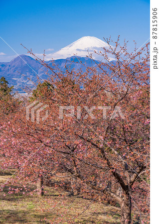 (神奈川県)河津桜咲く、おおいゆめの里から望む富士山 (神奈川県)河津桜咲く、おおいゆめの里から望む富士山 87815906