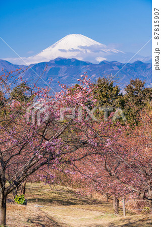 （神奈川県）河津桜咲く、おおいゆめの里から望む富士山 87815907