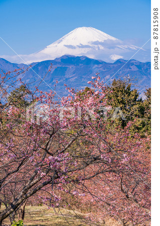 （神奈川県）河津桜咲く、おおいゆめの里から望む富士山 87815908