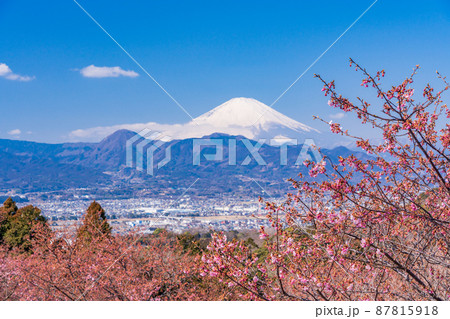 （神奈川県）河津桜咲く、おおいゆめの里から望む富士山 87815918