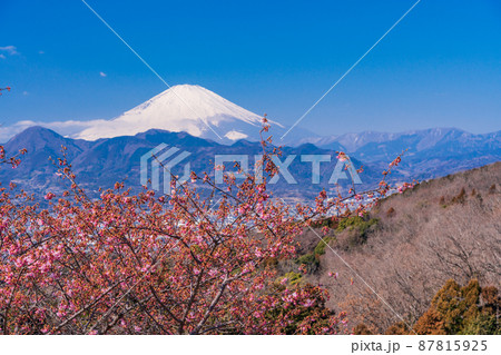 （神奈川県）河津桜咲く、おおいゆめの里から望む富士山 87815925