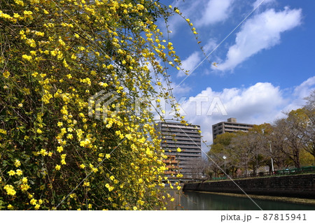 城西公園 ウンナンオウバイ咲く (高知県 高知市) 城西公園 ウンナンオウバイ咲く (高知県 高知市) 87815941