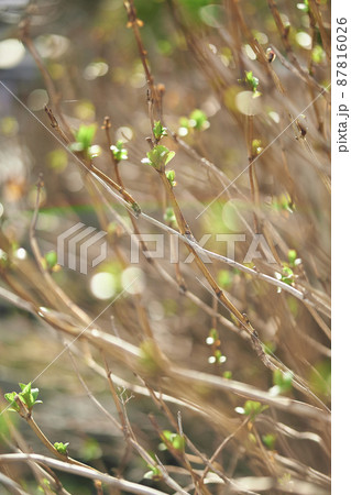 アジサイの葉 87816026