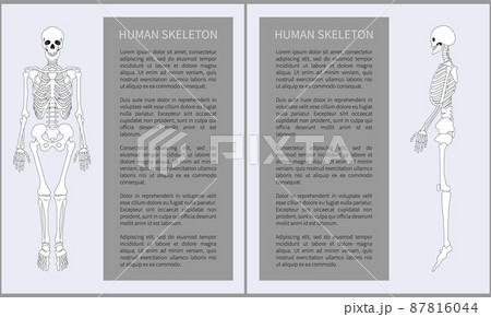 Human Skeleton Posters Set Vector Illustration Human Skeleton Posters Set Vector Illustration 87816044