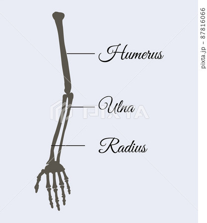 Arm Parts Poster Explanation Vector Illustration Arm Parts Poster Explanation Vector Illustration 87816066