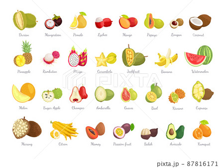 Durian and Mangosteen Set, Vector Illtration 87816171