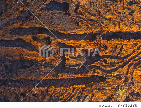 The European spruce bark beetle. Traces of a pest on a tree bark The European spruce bark beetle. Traces of a pest on a tree bark 87816289