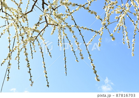 白梅の花と晴天の空 白梅の花と晴天の空 87816703
